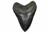 Serrated, Fossil Megalodon Tooth - South Carolina #375812-1